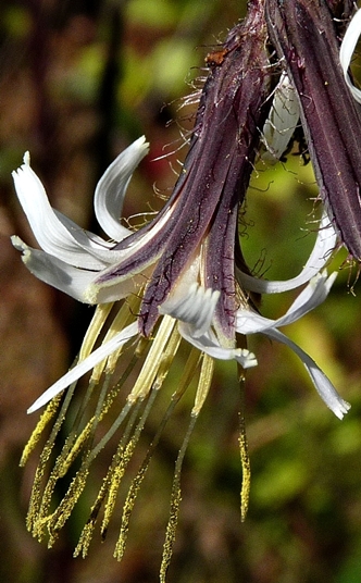 {Nabalus barbatus}